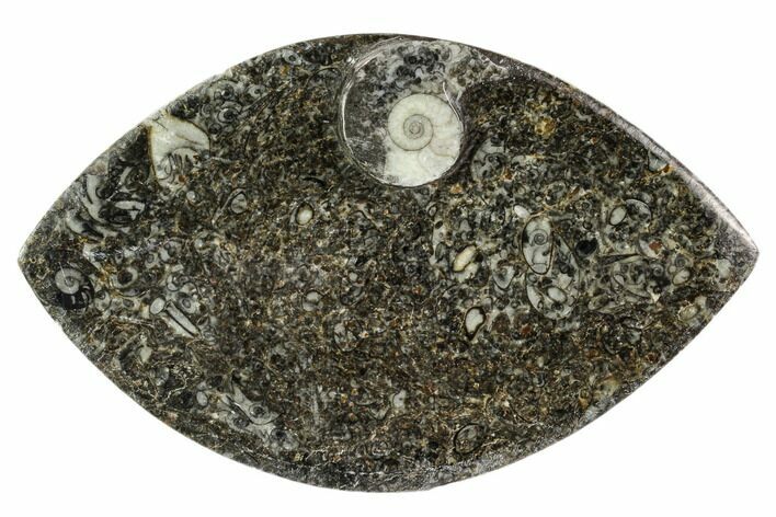 Wide, Fossil Goniatite Dish - Morocco #106708